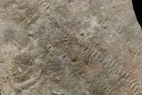 Cruziana (Fossil Trilobite Trackway) - Morocco #118308-1